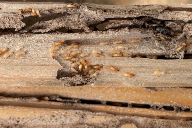 Best Pest Control for Restaurants  in Clear Lake, IA