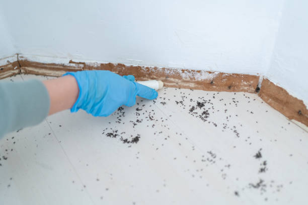 Best Termite Control Services  in Clear Lake, IA